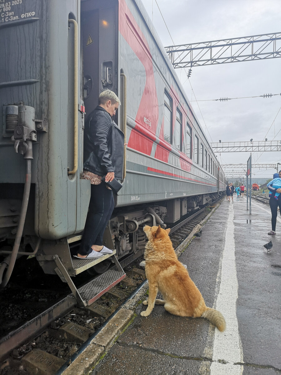 Собака на вокзале