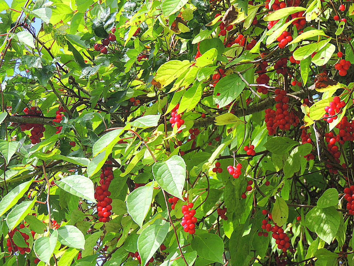 Лимонник китайский (Schisandra chinensis). Лимонник Дальневосточный цветение.