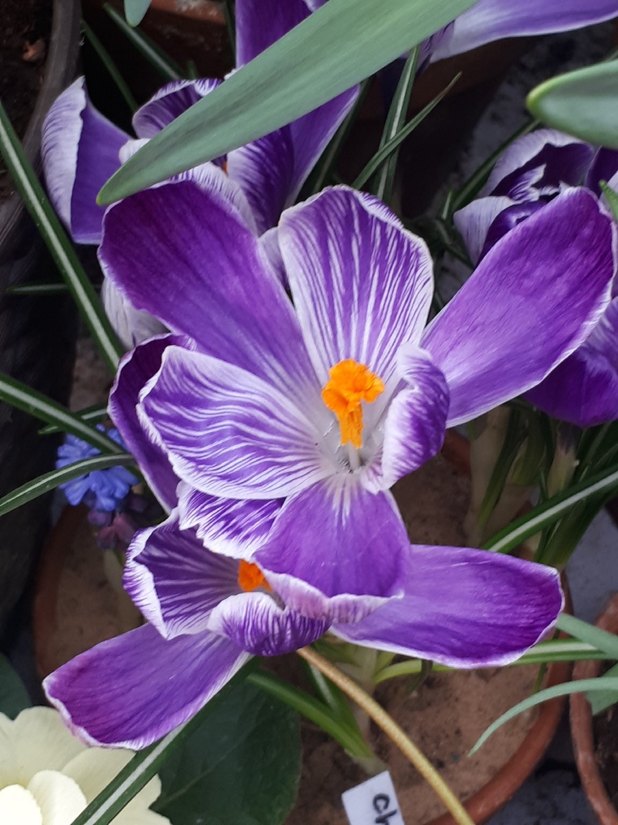 Пример, насколько помогают друг другу дополнительные цвета гореть ярче