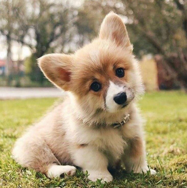 щеночек вельш-корги