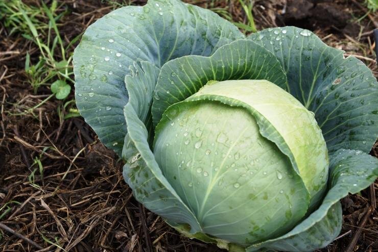 Устойчивость к холоду