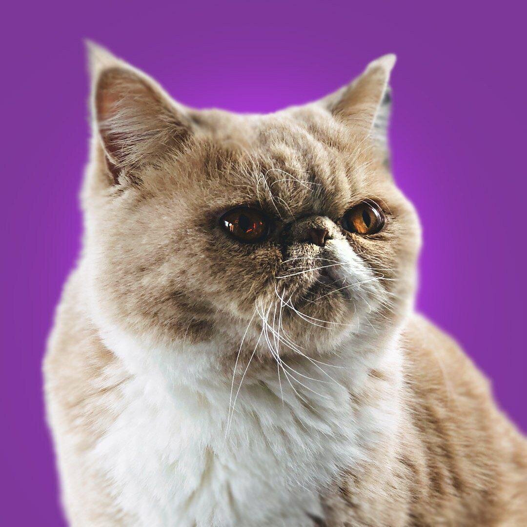 Питомцы тоже могут болеть циститом, как и люди | Апиценна | Дзен