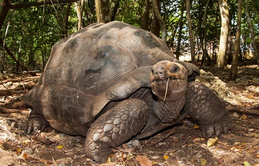 Исполинская черепаха. Найти большую черепаху. Найти большую черепаху. Галапагосская черепаха. Галапагосская черепаха.