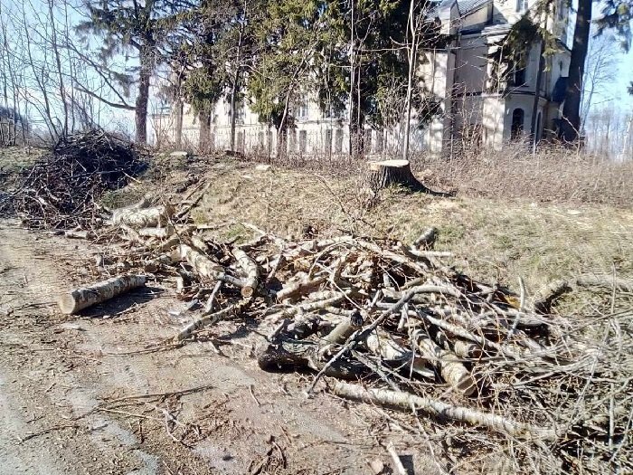 Вырубка у кирхи в Токсово. Фото О. Барановой, ВК-группа "Деревья Петербурга" 