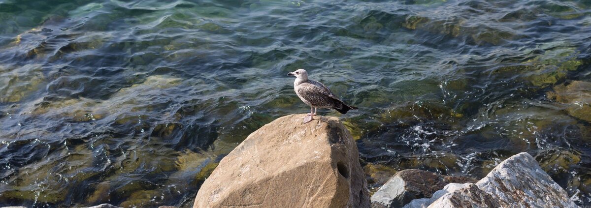 В жару всегда приятно освежиться в море