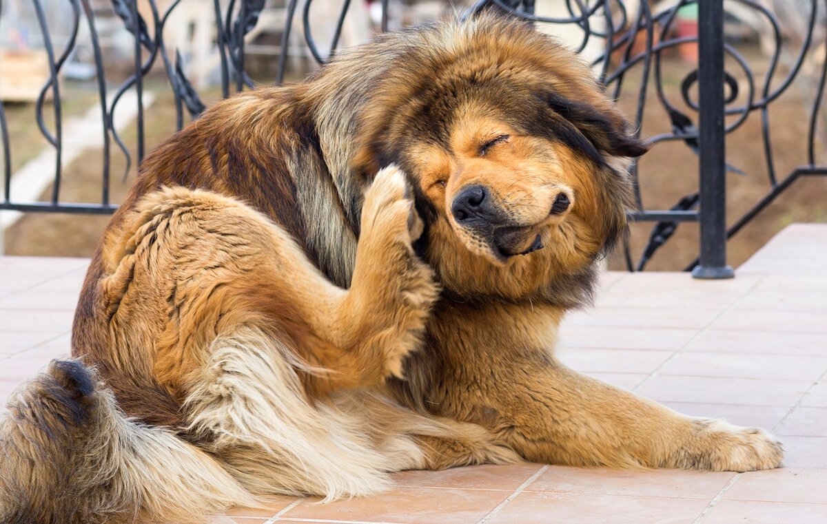 Что думают об этом западные и российские специалисты