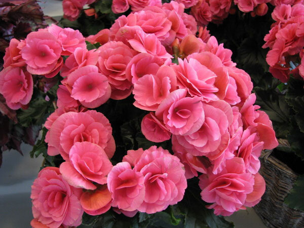 Бегония – этот неприхотливый в уходе цветок, с яркими цветами несет положительную энергетику. Она помогает достичь гармонии, развивает интуицию. Бегония создает в квартире гостеприимную атмосферу. Стоит завести это растение эмоциональным людям, которые могут расстроиться из-за любой мелочи.Она помогает стать человеку более красноречивым, формулировать мысли четко и лаконично. Бегония Мэсока идеально подойдет профессиям, связанным с торговлей и коммерцией.