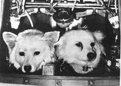 Дезик и Лиса. Второй экипаж собак, полетевших в космос и открывший длинный список погибших. Фото из свободных источников интернета.