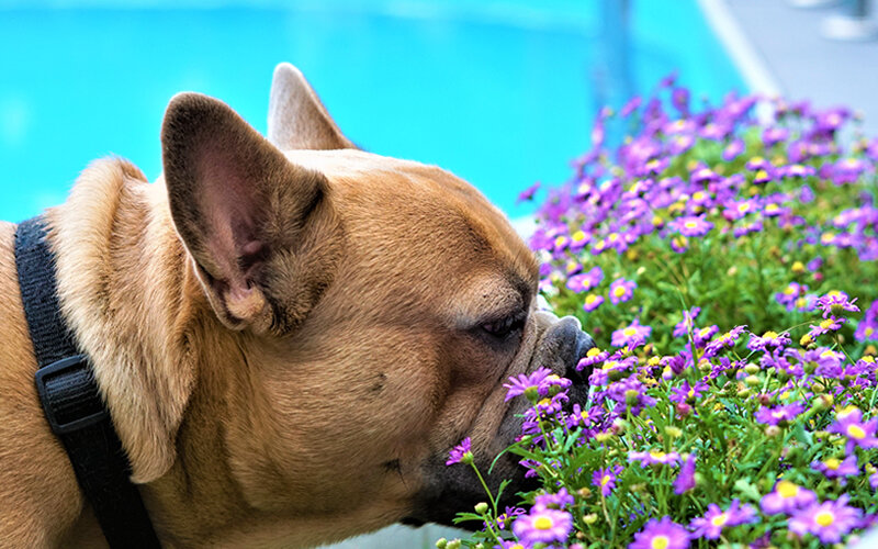 Аллергию может вызвать не только пища, но и пыльца, плесень или даже пылевые клещи.Фото Mylene2401/Pixabay 