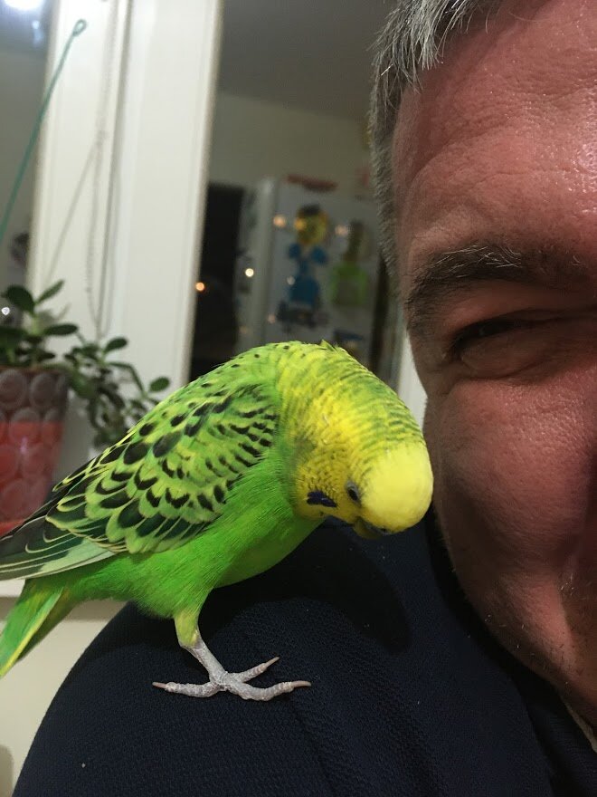 Попугай Кеша