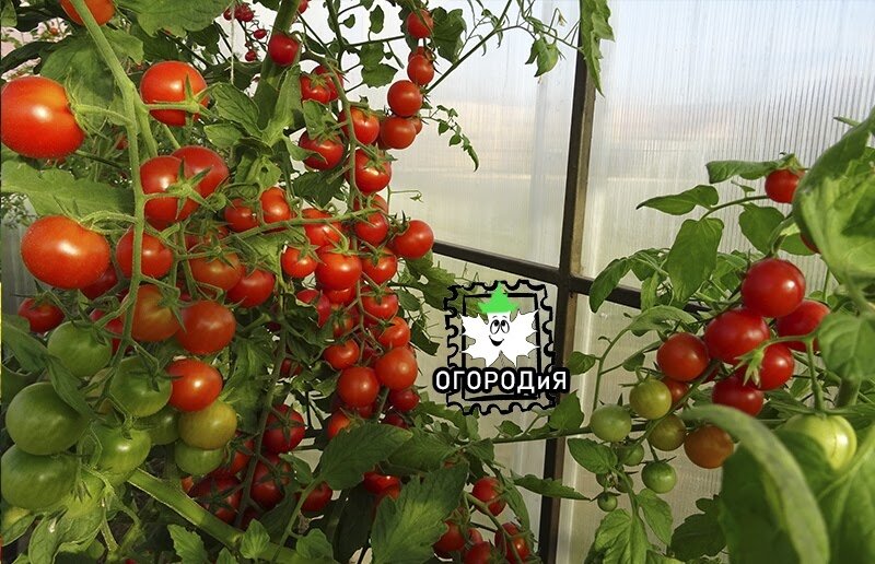 Наши черри, 2020 г.