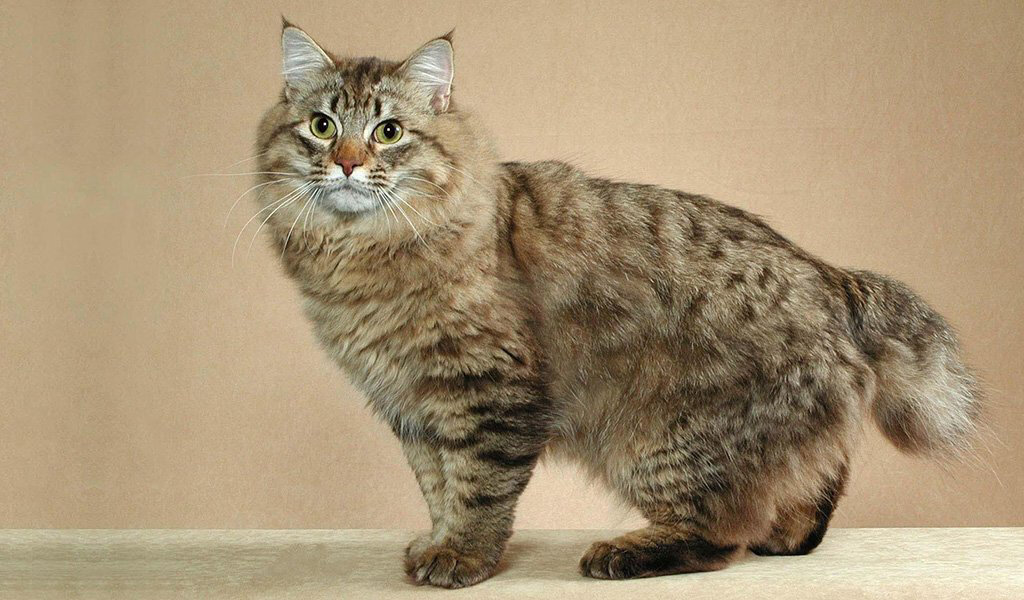 Американский бобтейл