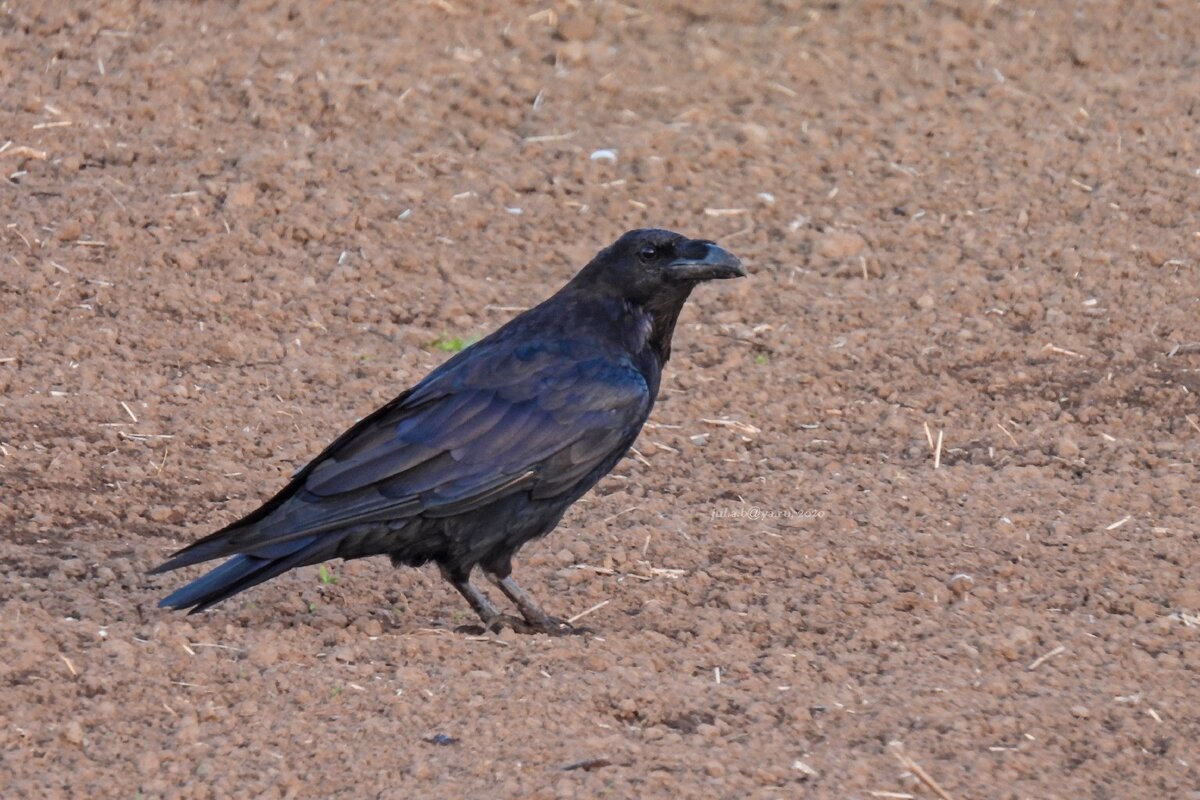 Ворон (Corvus corax)