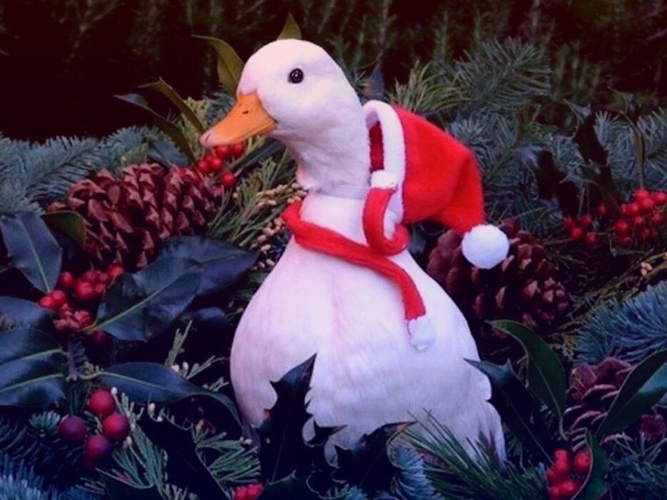 Рождественский гусь - главное блюдо Рождественского стола у католиков с 500 летней историей