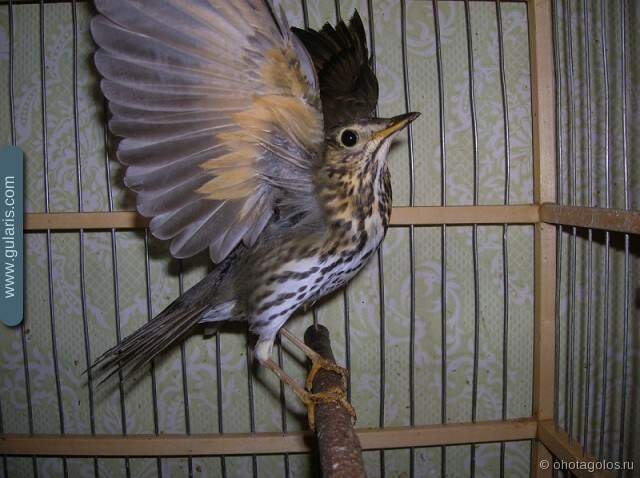 Свободный источник