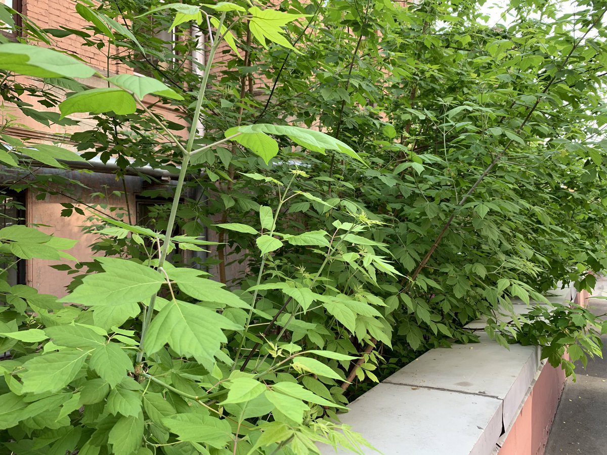 Наверняка у каждого в о дворе растут такие кусты ясеня.