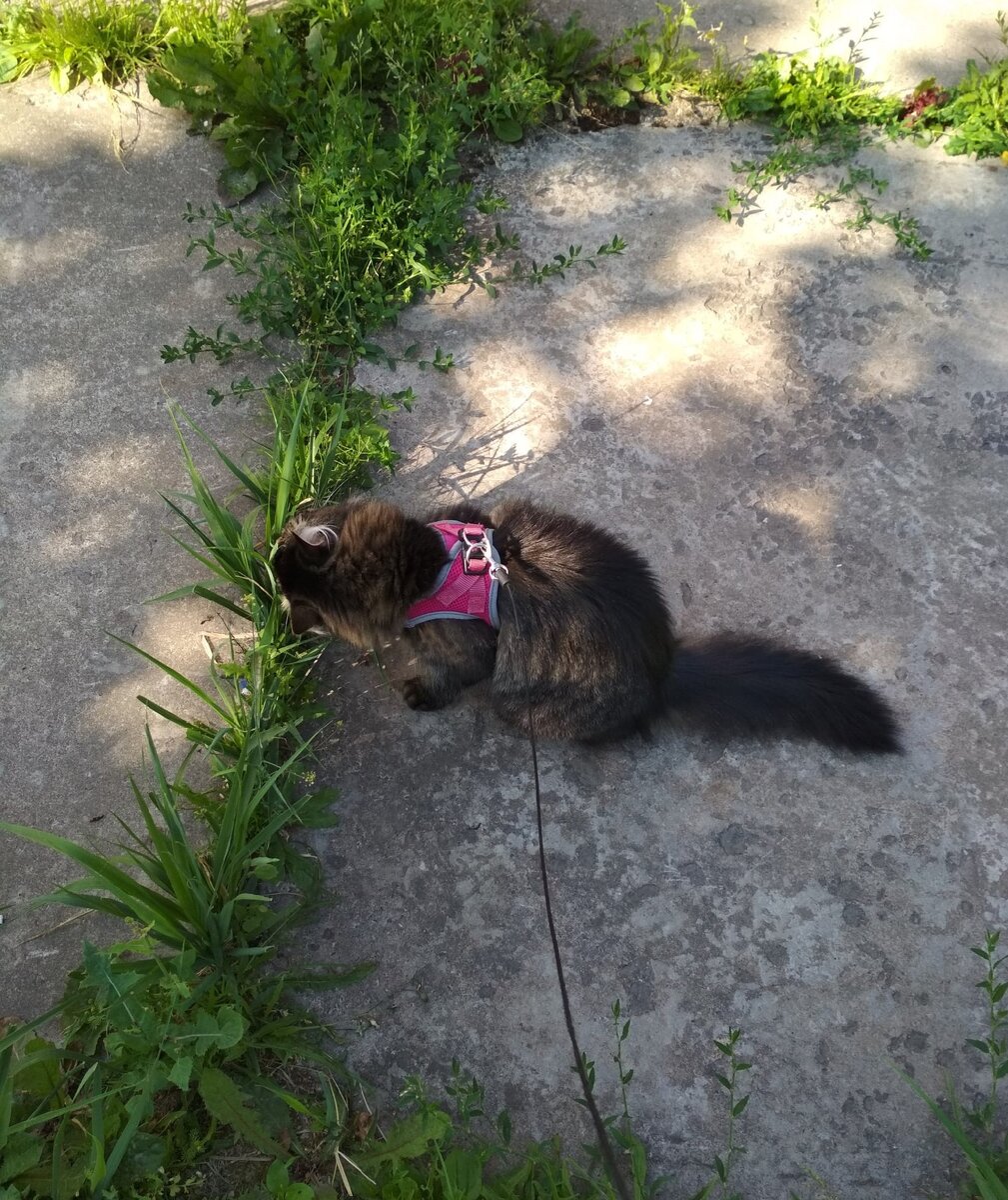 Изучение травы на вкус