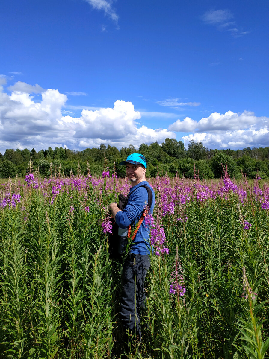 Сбор иван-чая. Главное - не забывать поглядывать по сторонам, такие опушки любит хозяин тайги