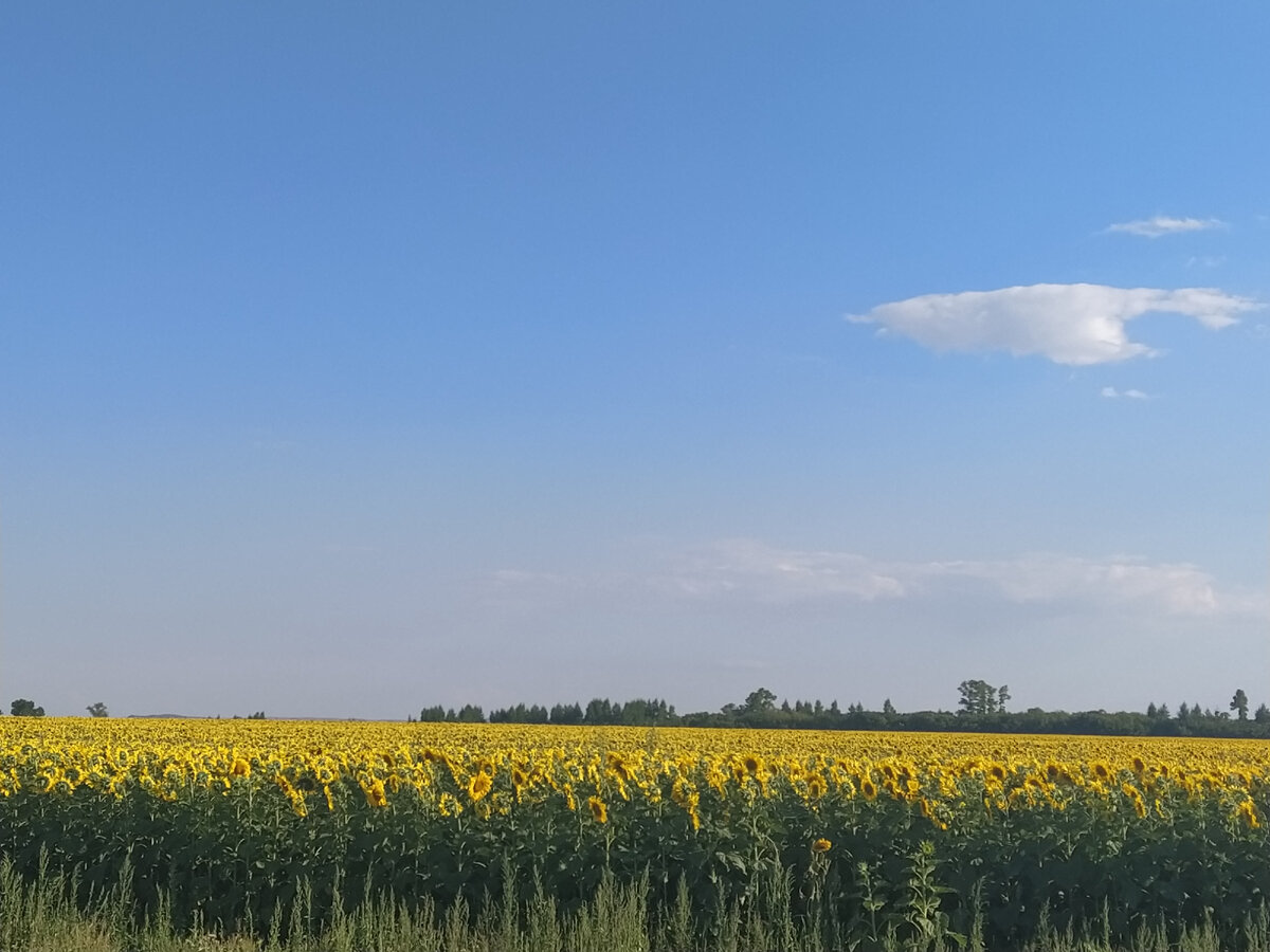 Бежим, спешим, и ничего не замечаем .ещё недавно это были маленькие росточки, а уже большие и красивые подсолнухи