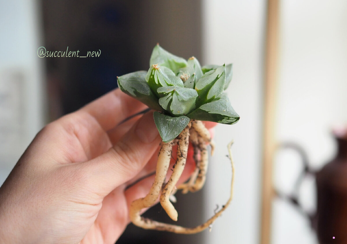 Haworthia pygmaea 'Ice City' 