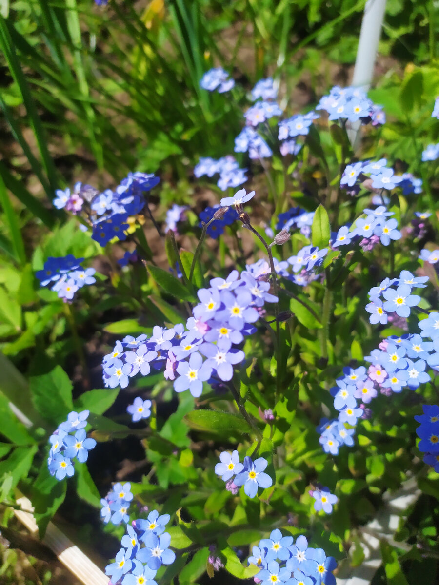 Незабудка - мой любимый цветок 😊