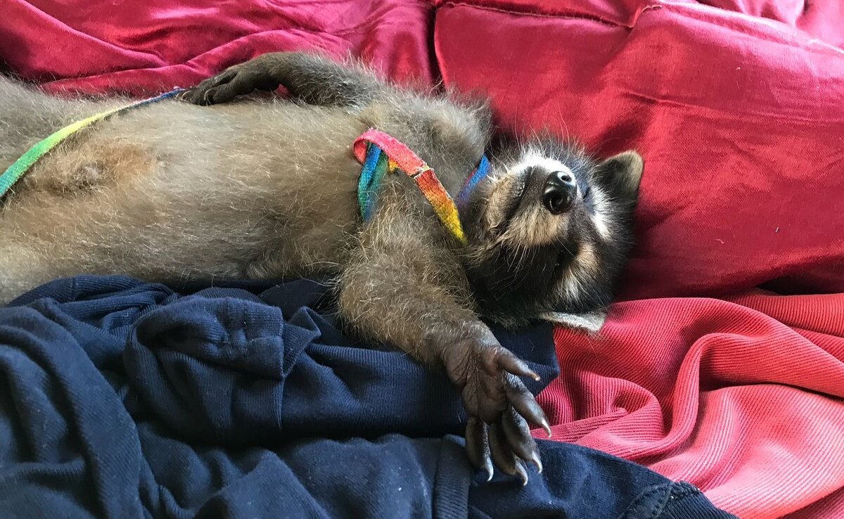 сегодня у нас будут подборки спящего енота