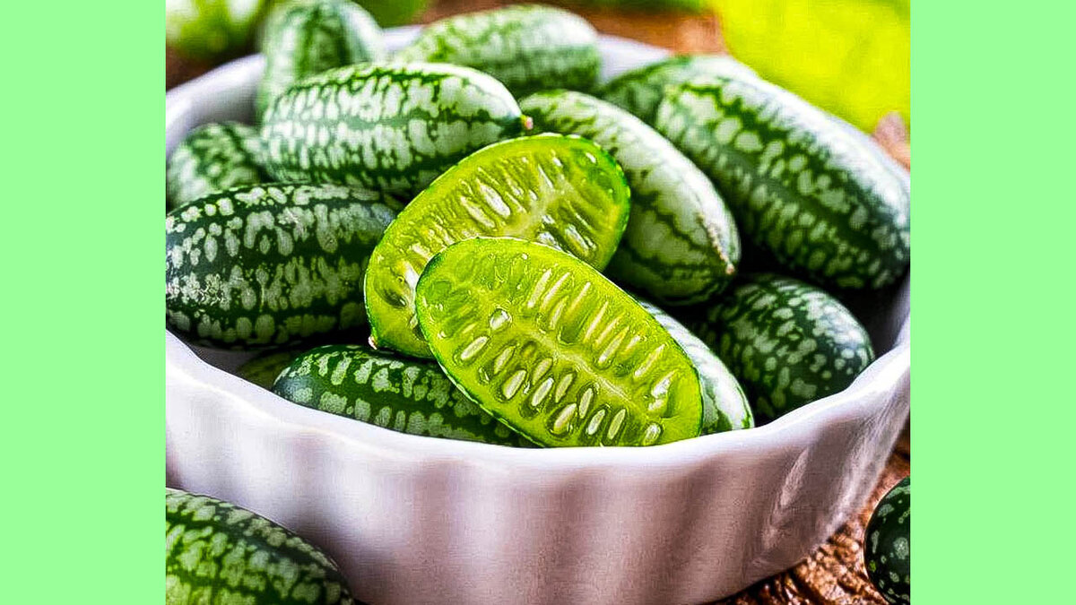 арбузный огурец