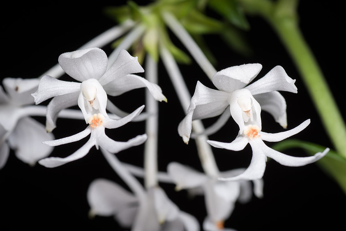 Орхидея балерина Caladenia melanema