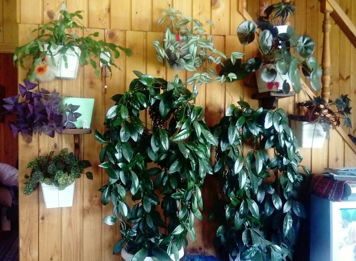 Мои восковые плющи на даче. Хойя Карноза. Фото автора.