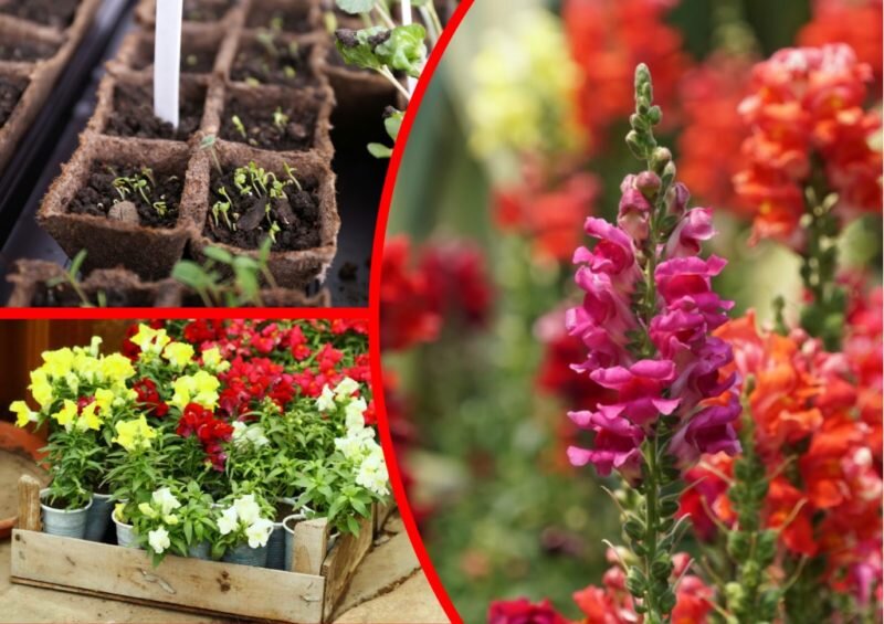 Выращиваем Львиный зев