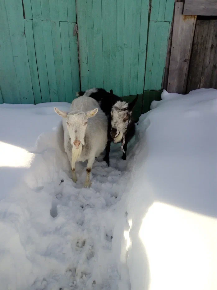 Пытаются спрятаться, чтобы не бегать