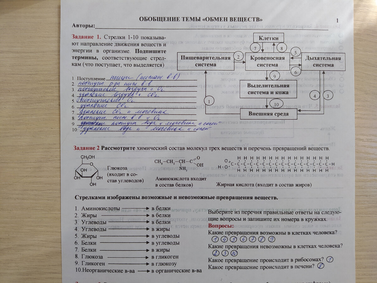 Изучаем кожу в 8 классе и подводим итоги по теме «Обмен веществ» | Елена  Сова: пуд соли в школе | Дзен