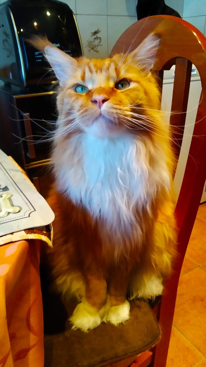 Мейн кун Степа.