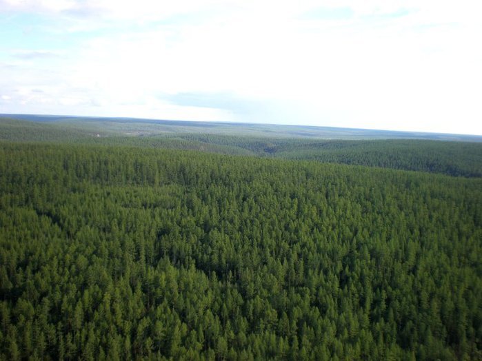 На территории России находятся 20% мировых лесов.
