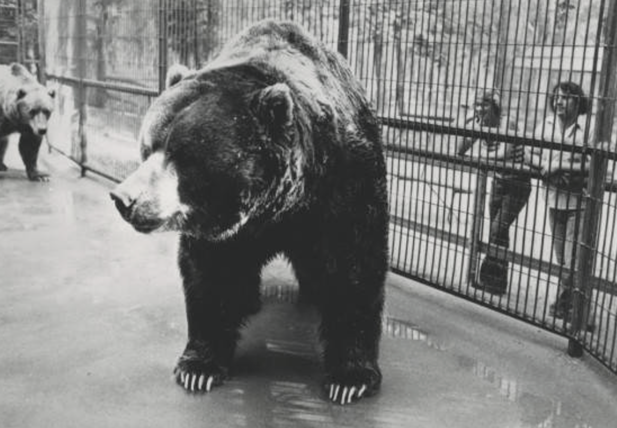 Сколько живут медведи в неволе. Пещерный медведь Кадьяк. Медведь Кадьяк и Короткомордый. Самый крупный медведь в зоопарке. Kodiak медведь.