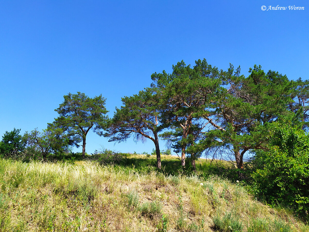 Крымские сосны на слоне холма