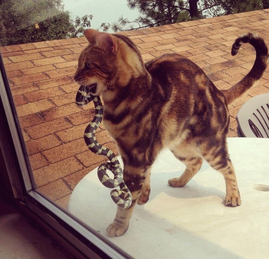 яндекс картинки