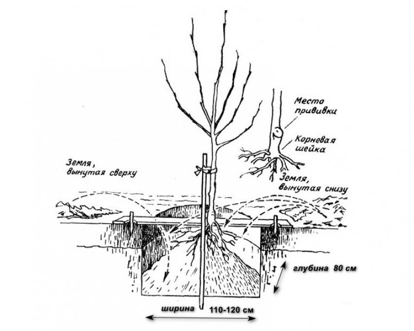 Схема посадки саженцев яблони. Схема посадки саженца яблони. Посадка саженца яблони. Правильная посадка саженцев яблони. Глубина снизу