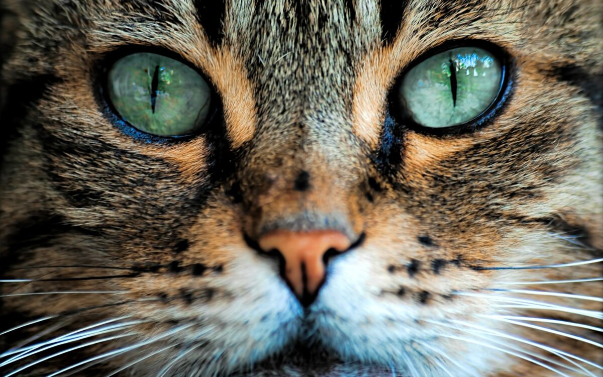 Как кошки видят окружающий мир своими глазами: в каком цвете и сравнение с  человеком | Pet Fabric | Дзен