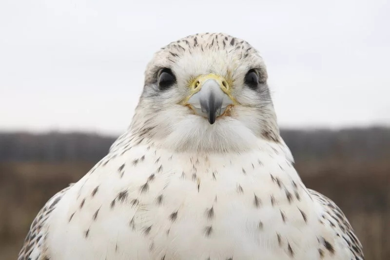 Камчатский Сокол Кречет. Кречет в тундре. Кречет Falco rusticolus. Сокол белый Кречет.