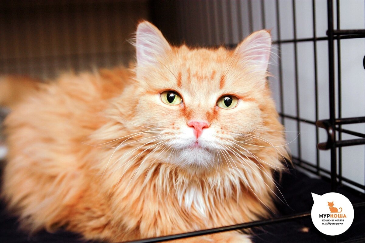 Кошарик ласковый и спокойный котик.