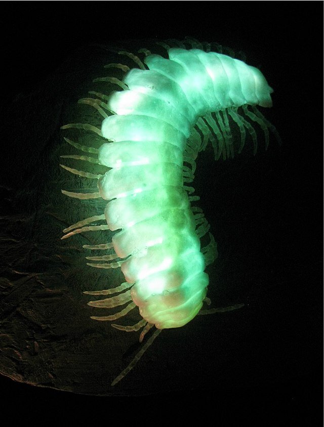   Биолюминесценция - удивительное явление, в котором живые организмы излучают свет без нагревания.-2