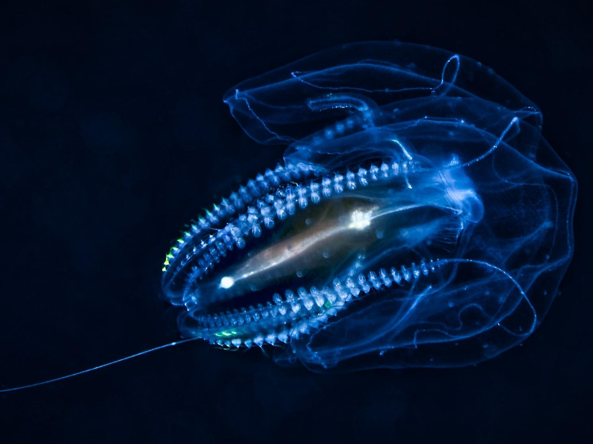 биолюминесценция медузы. биолюминесценция кишечнополостных. биолюминесценция креветки. секреторная биолюминесценция. биолюминесцентная медуза.