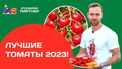 Лучшие томаты 2023! Подводим итоги сезона. Как и когда прищипывать томаты