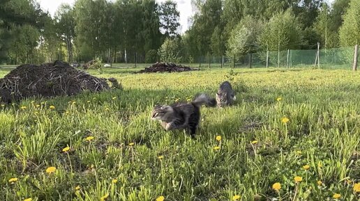 Вот и лето прошло. Вспоминаем самые яркие события😄 Знакомство с Петей, кокетливые курочки, художественные валяния, пробежки