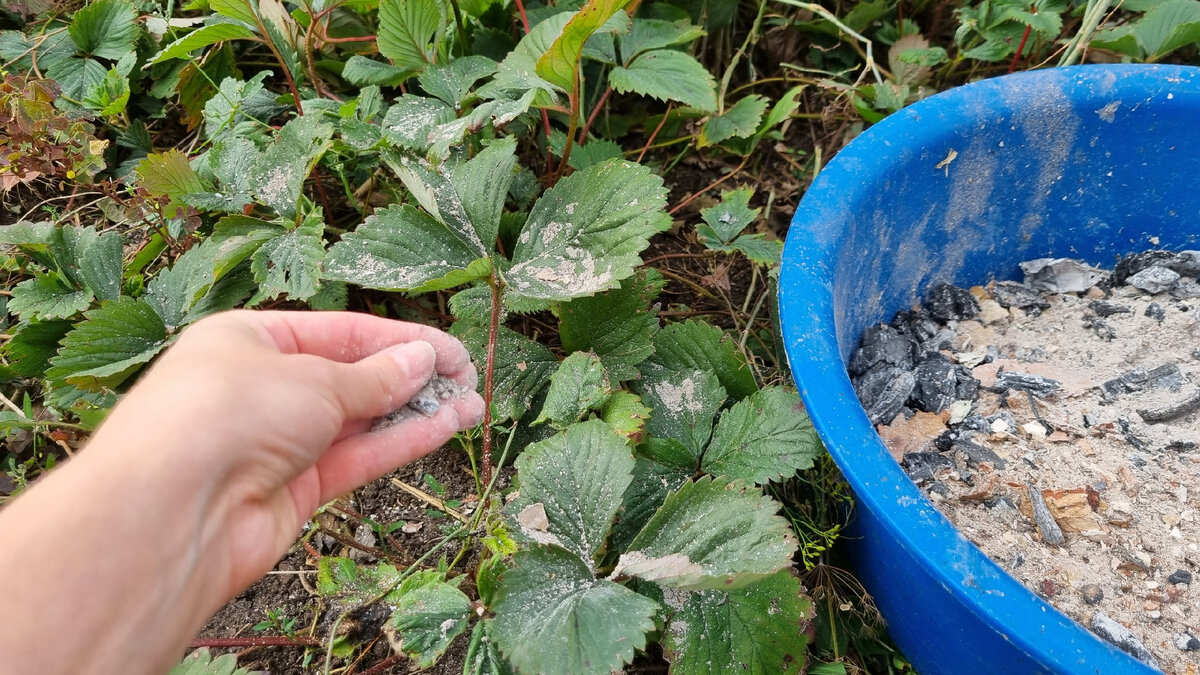 Приму золу. Посыпка для клубники. Клубнику можно присыпать золой. Клубничная посыпка натуральная. Чем посыпать клубнику от сырости.