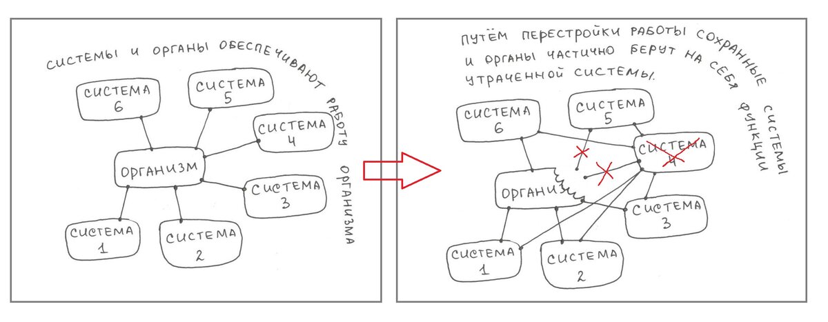 Рис 2. Одна система нарушена. Нарушение этой системы отражается на работе соседней системы. В интересах работы всего организма сохранные системы замещают нарушенные путем перестройки своей работы. Это и есть схематическое изображение компенсации.