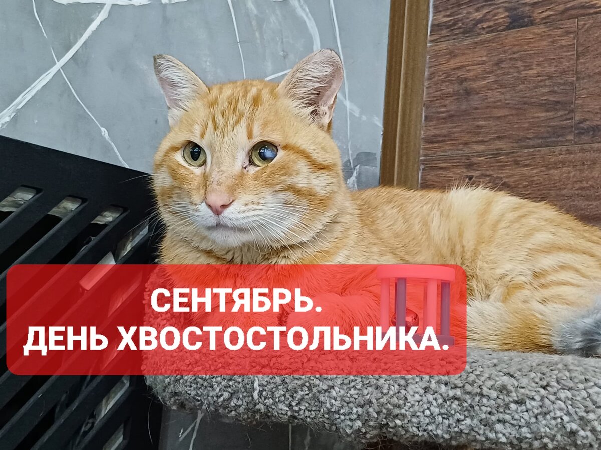 Айвенго. Листочек на ветру, кто то отвратительный срезал ему с лапы подушечки... и ударом в голову повредил глаз...