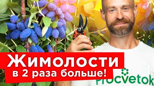 Ягод жимолости будет много при правильном уходе осенью! Обрезка, обработка, посадка жимолости пошагово