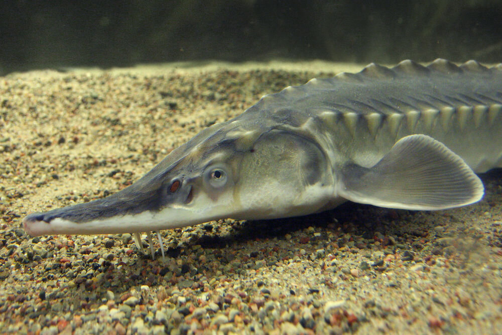 Осетрообразные группа рыб. Севрюга (Acipenser stellatus). Атлантический осетр. Осетры Осетрообразные. Атлантический осётр Осетрообразные.